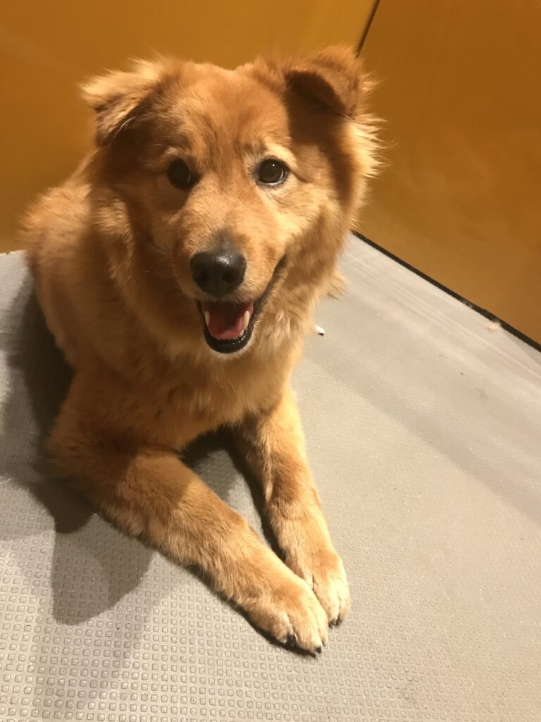 adoptions-sliderの5枚目