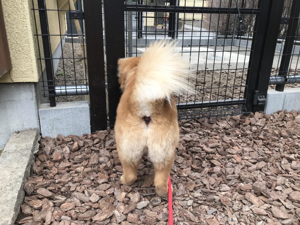 adoptions-sliderの4枚目