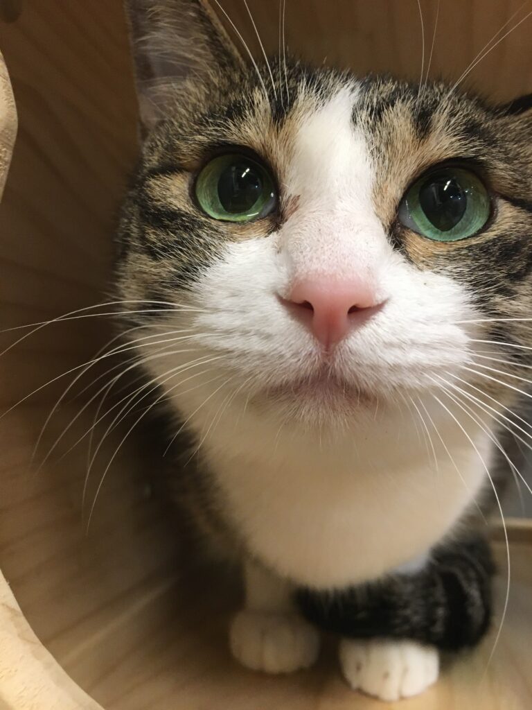 adoptions-sliderの2枚目