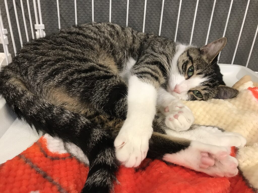 adoptions-sliderの5枚目