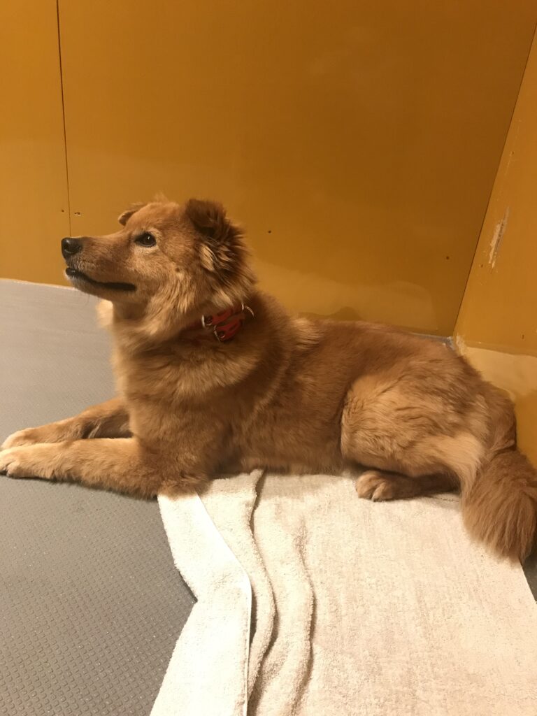 adoptions-sliderの6枚目