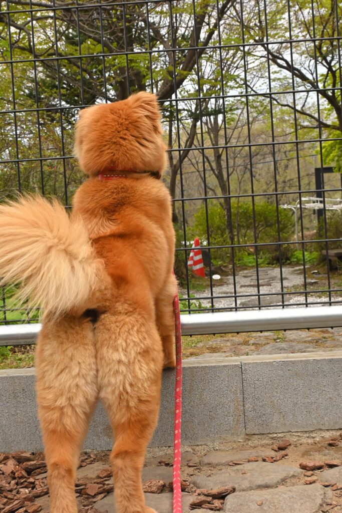 adoptions-sliderの10枚目