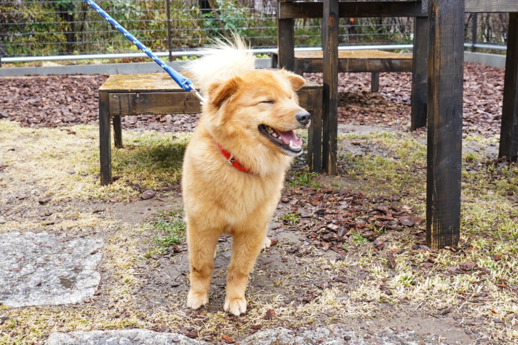 adoptions-sliderの8枚目