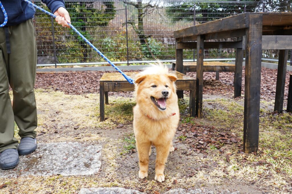 adoptions-sliderの7枚目