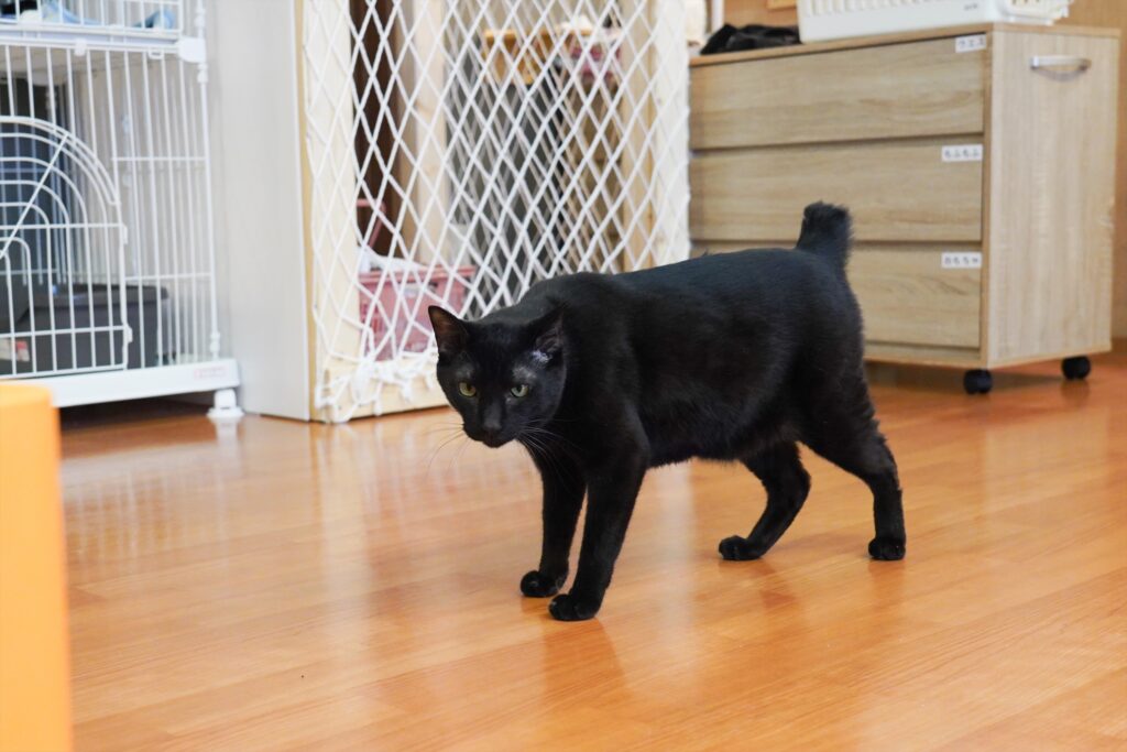 adoptions-sliderの6枚目