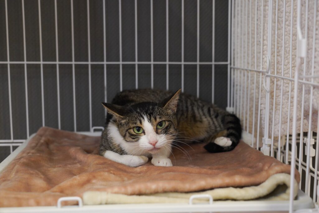 adoptions-sliderの6枚目