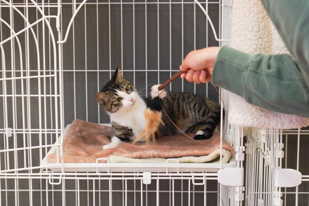 adoptions-sliderの3枚目