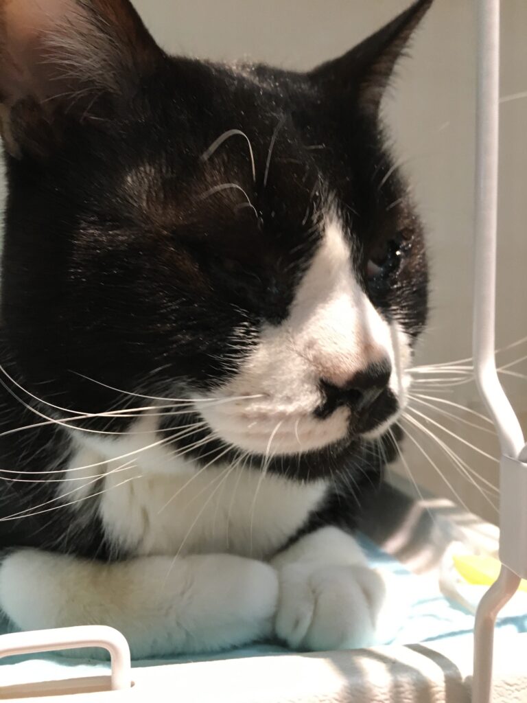 adoptions-sliderの4枚目