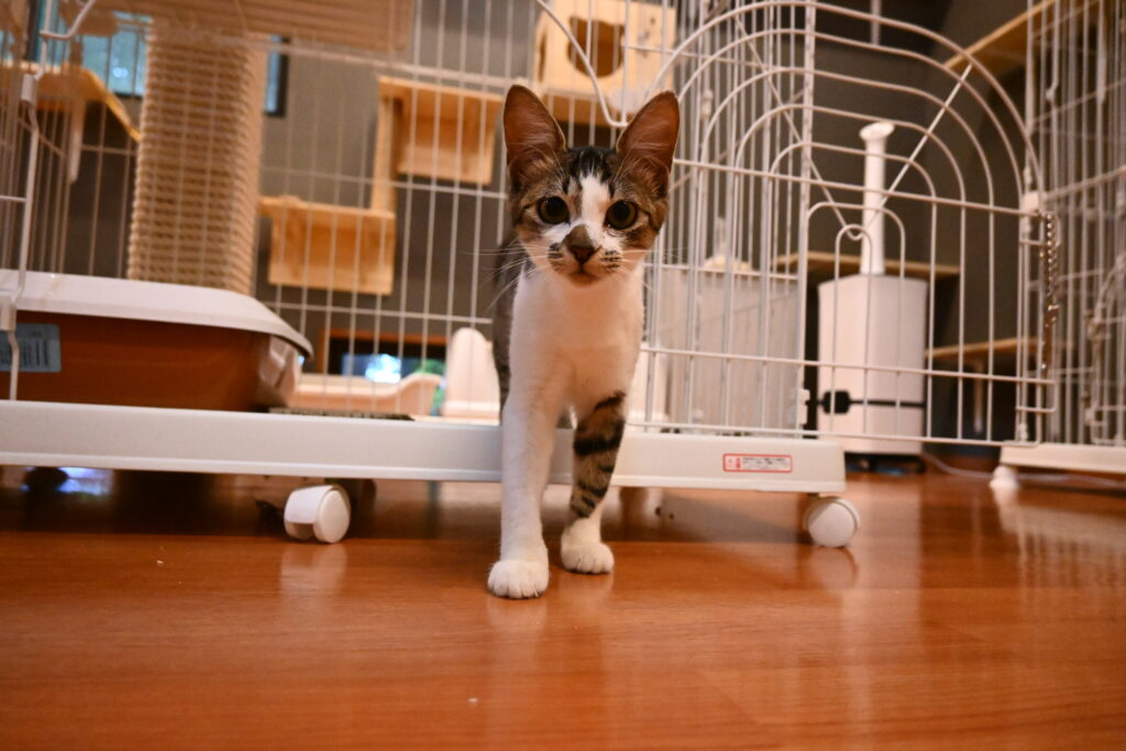 adoptions-sliderの3枚目