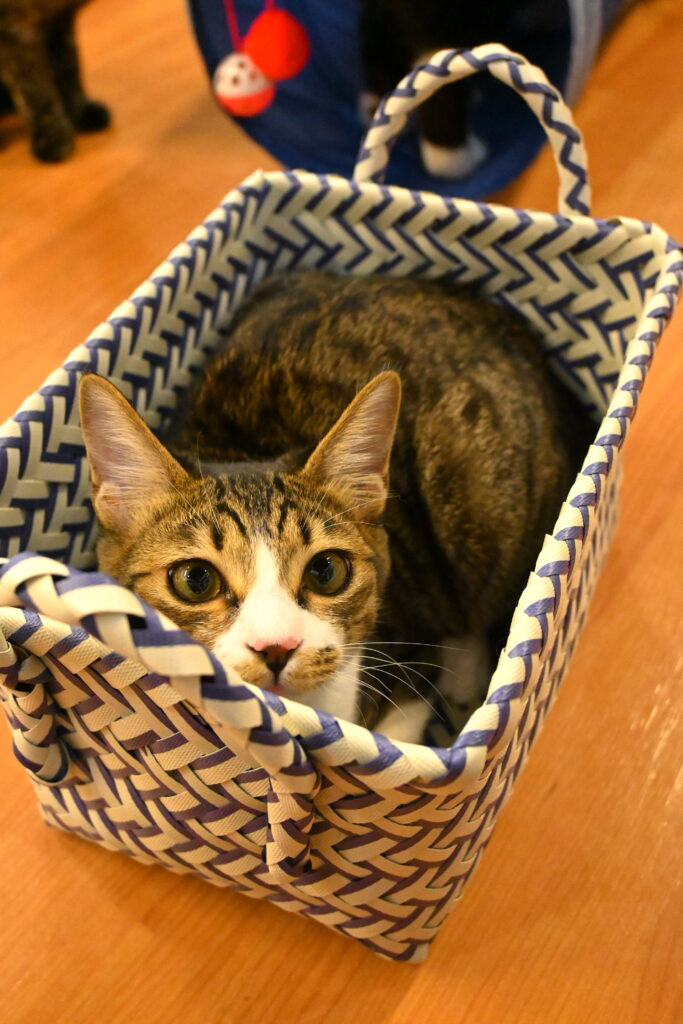 adoptions-sliderの4枚目