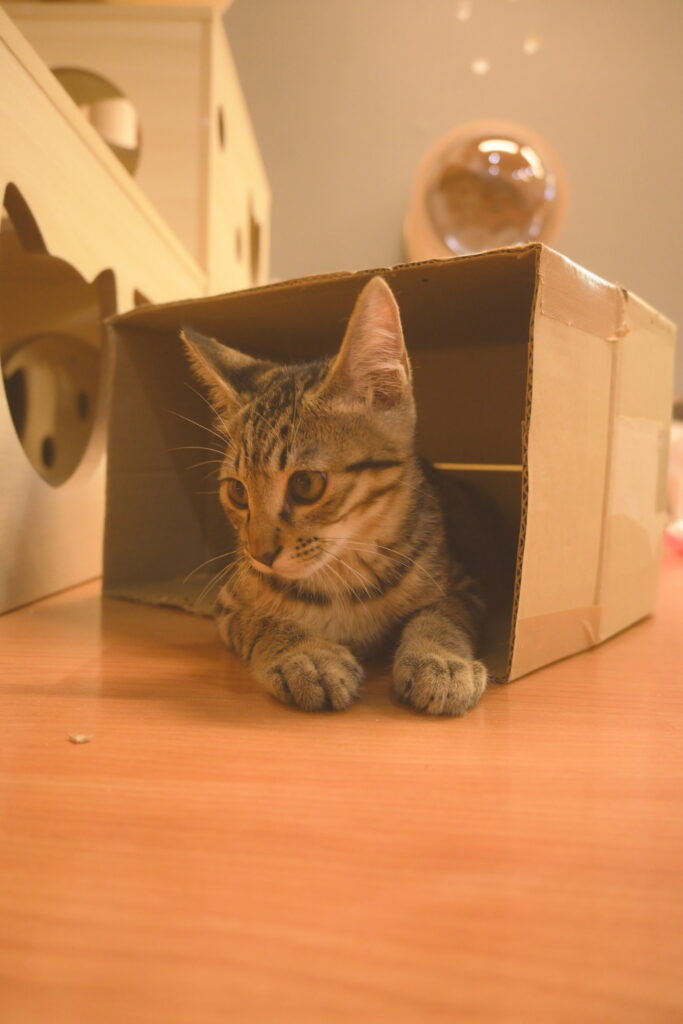 adoptions-sliderの2枚目