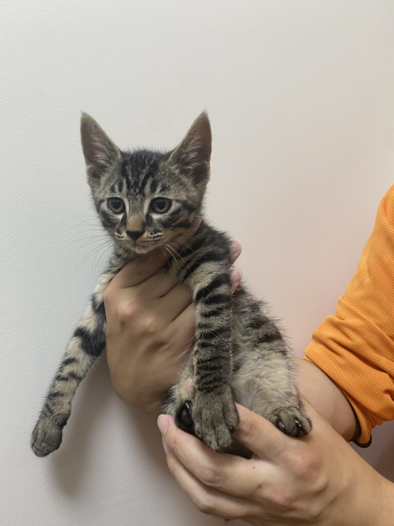 adoptions-sliderの3枚目