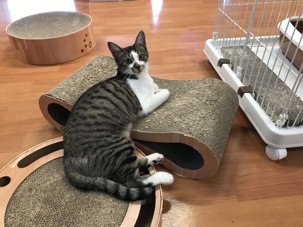 adoptions-sliderの5枚目