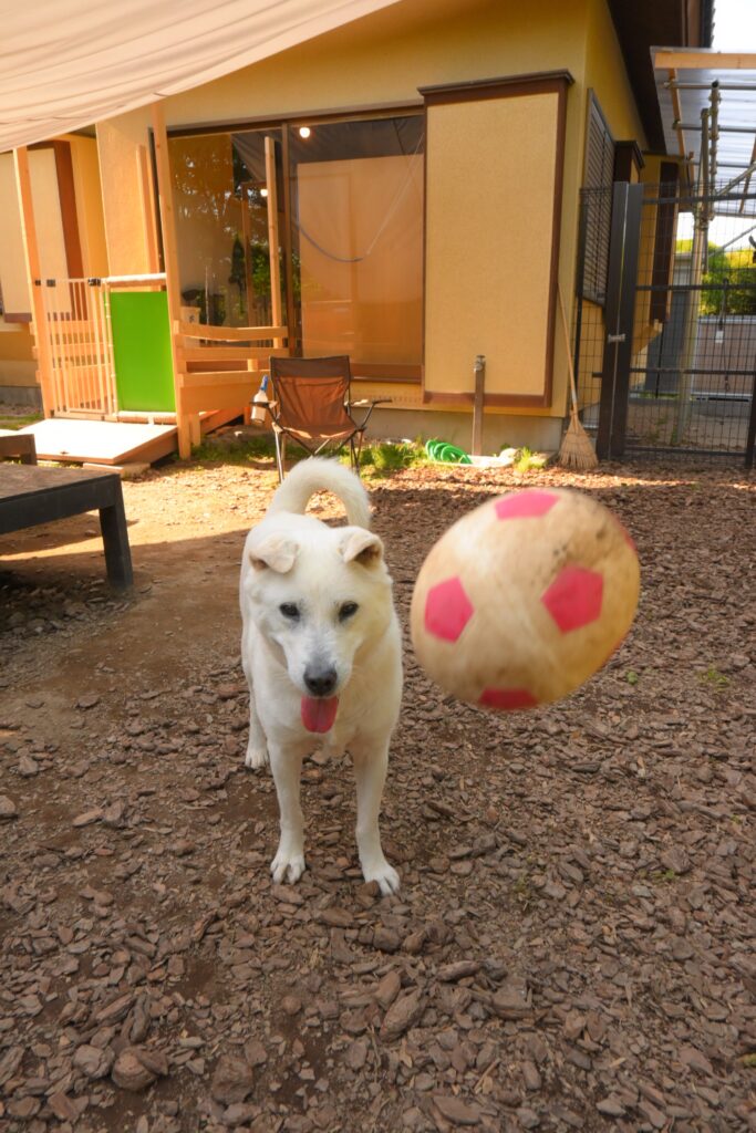 adoptions-sliderの3枚目