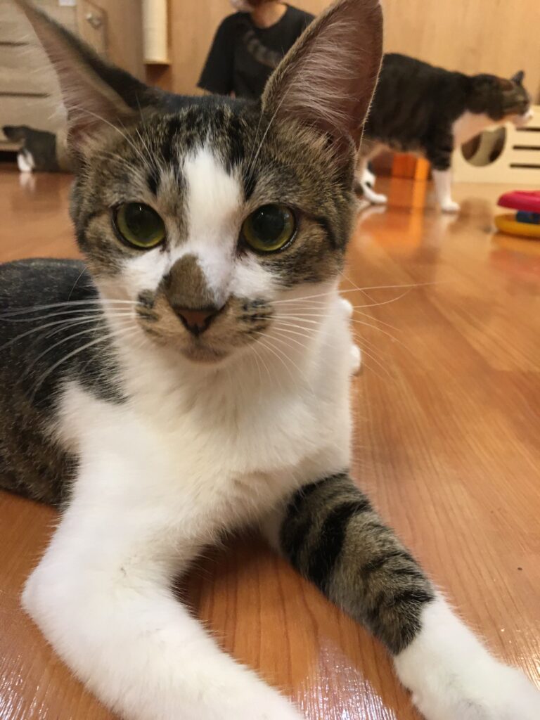 adoptions-sliderの6枚目