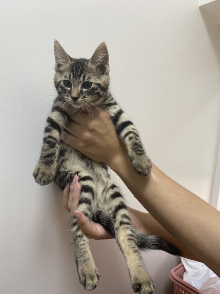 adoptions-sliderの3枚目