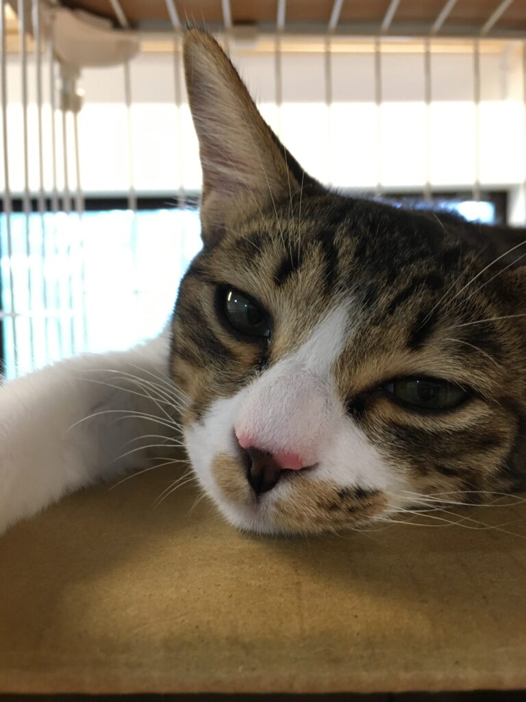 adoptions-sliderの5枚目