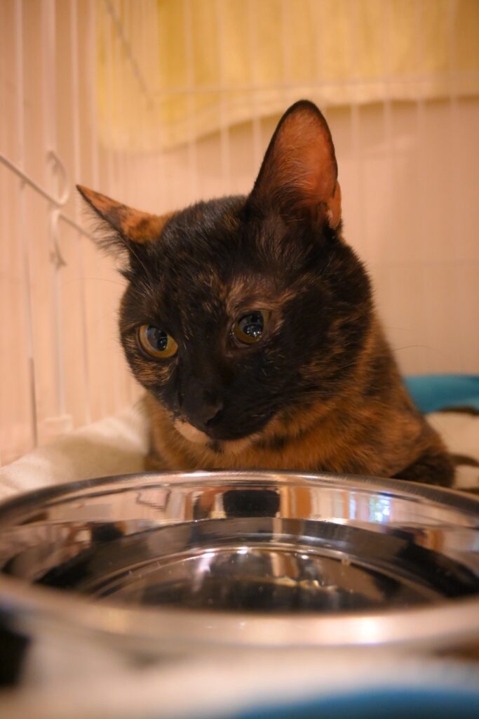 adoptions-sliderの3枚目