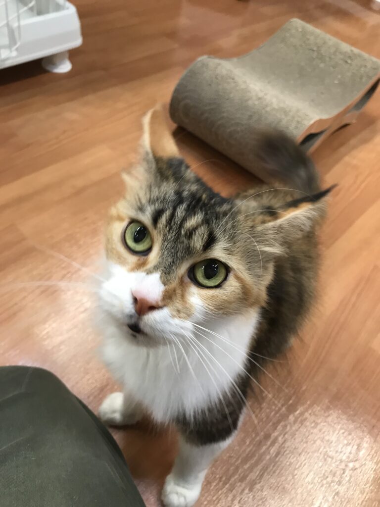 adoptions-sliderの4枚目