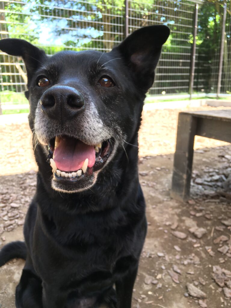 adoptions-sliderの2枚目