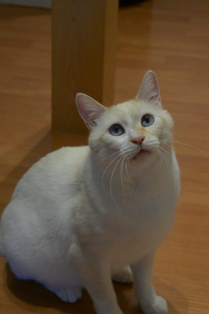 adoptions-sliderの5枚目