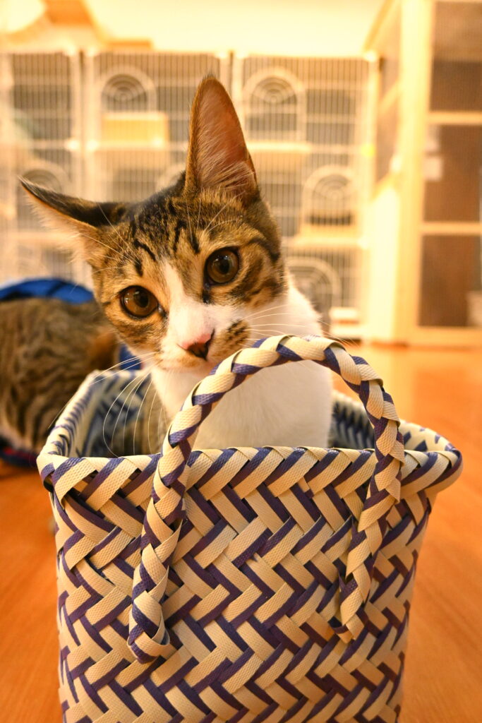 adoptions-sliderの2枚目