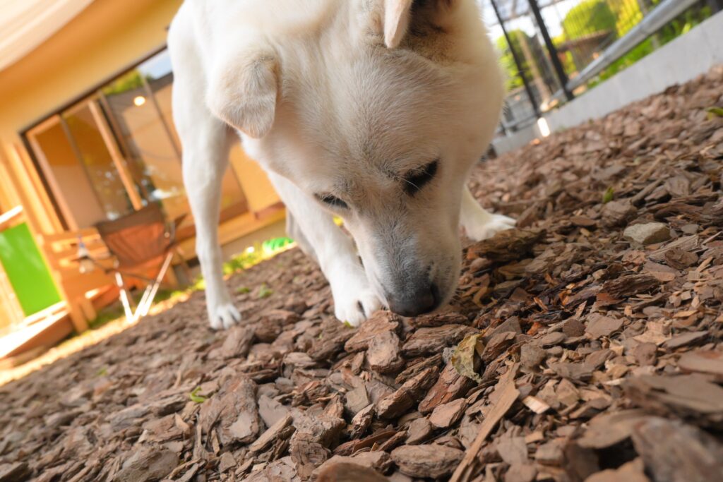 adoptions-sliderの4枚目