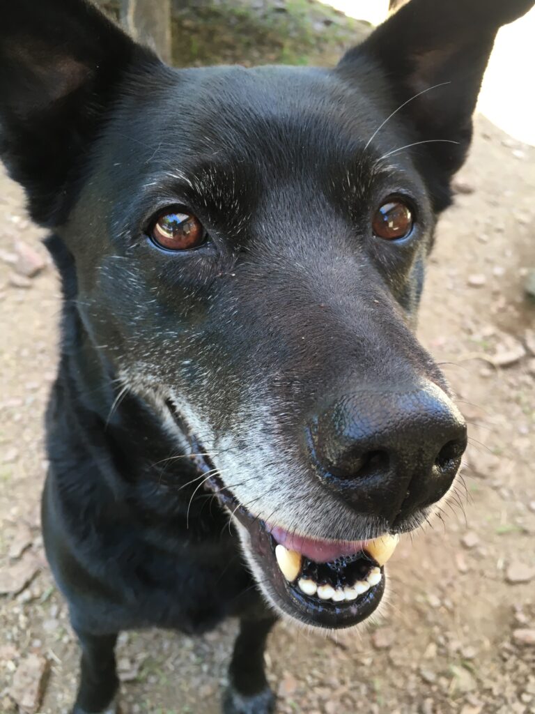 adoptions-sliderの3枚目