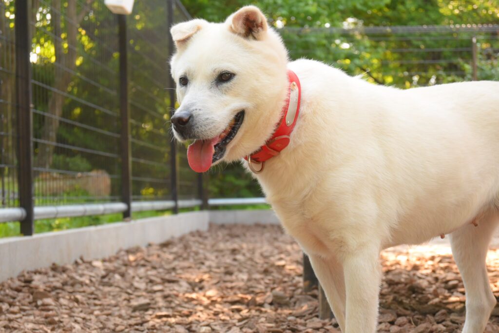 adoptions-sliderの2枚目