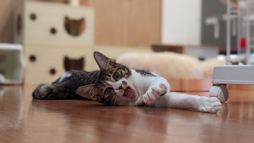 adoptions-sliderの7枚目