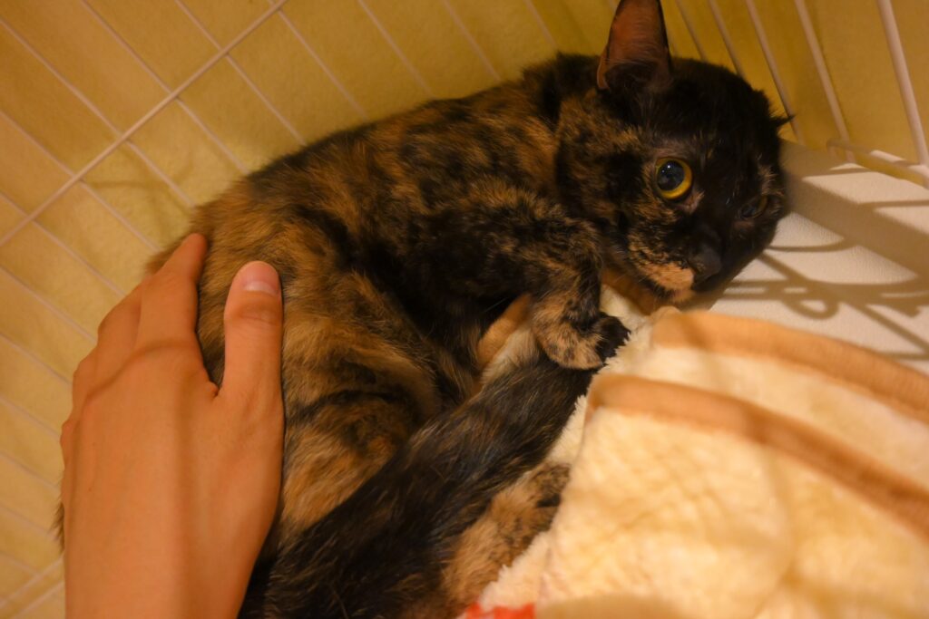 adoptions-sliderの5枚目