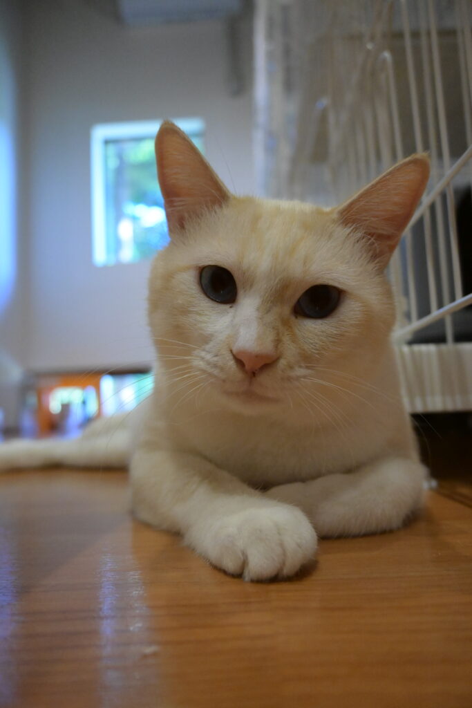 adoptions-sliderの3枚目