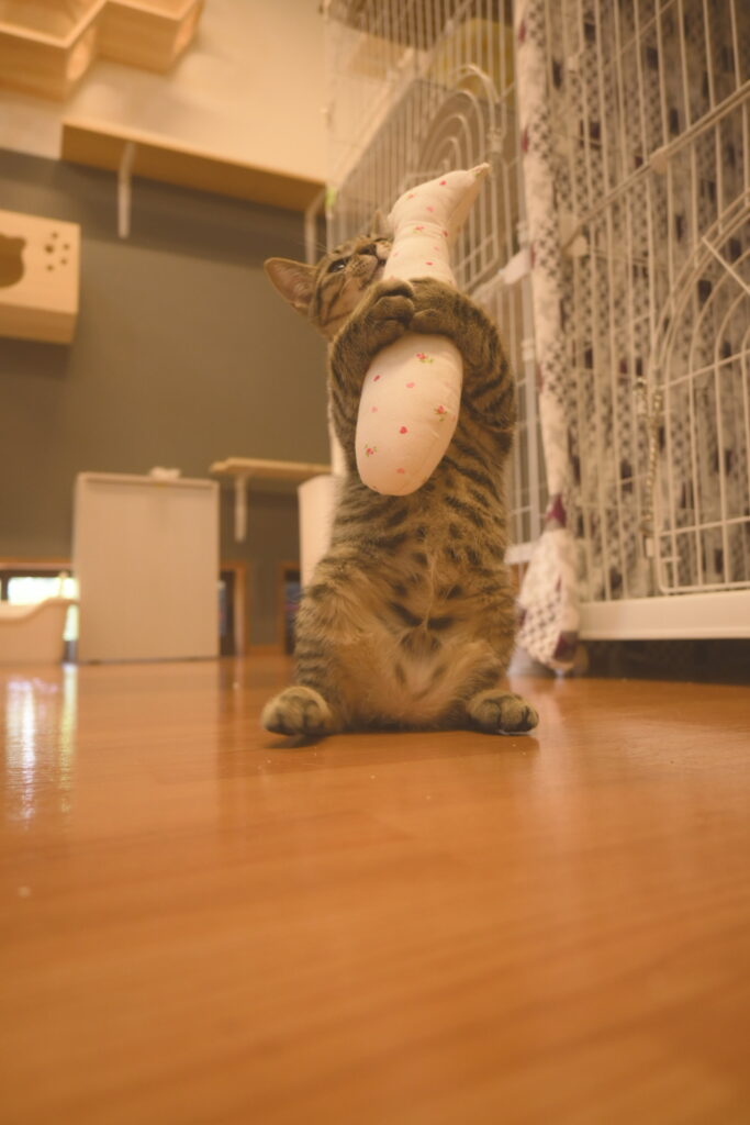 adoptions-sliderの3枚目