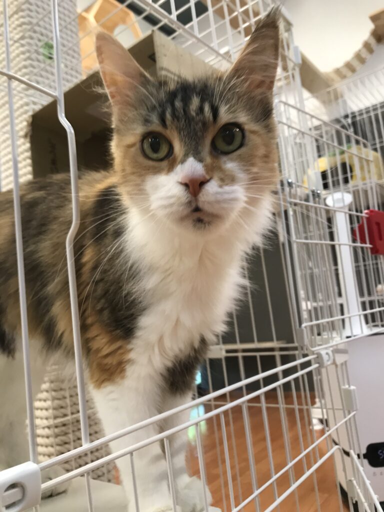 adoptions-sliderの3枚目