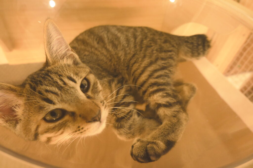 adoptions-sliderの4枚目