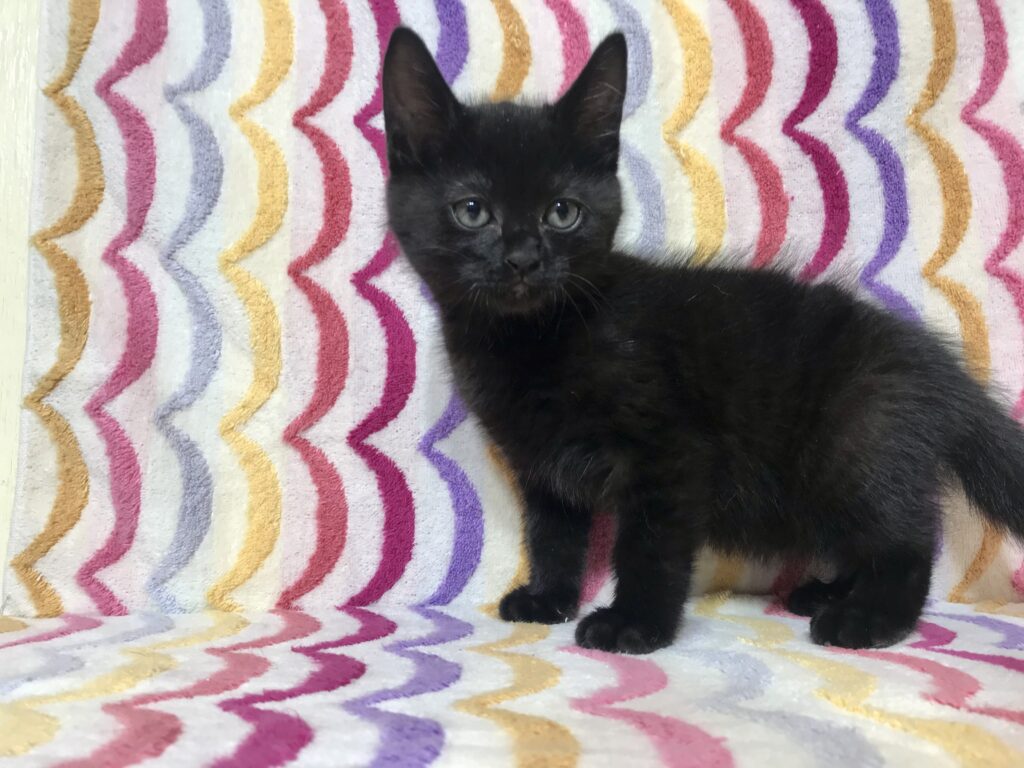 adoptions-sliderの2枚目