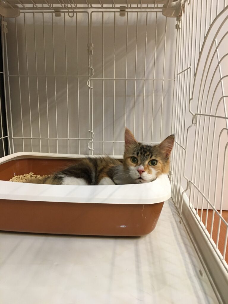 adoptions-sliderの2枚目