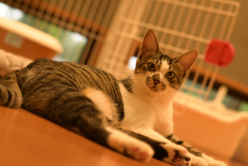 adoptions-sliderの10枚目