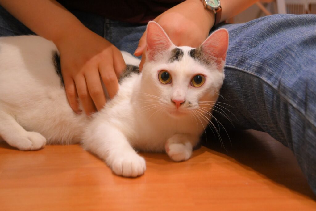 adoptions-sliderの2枚目