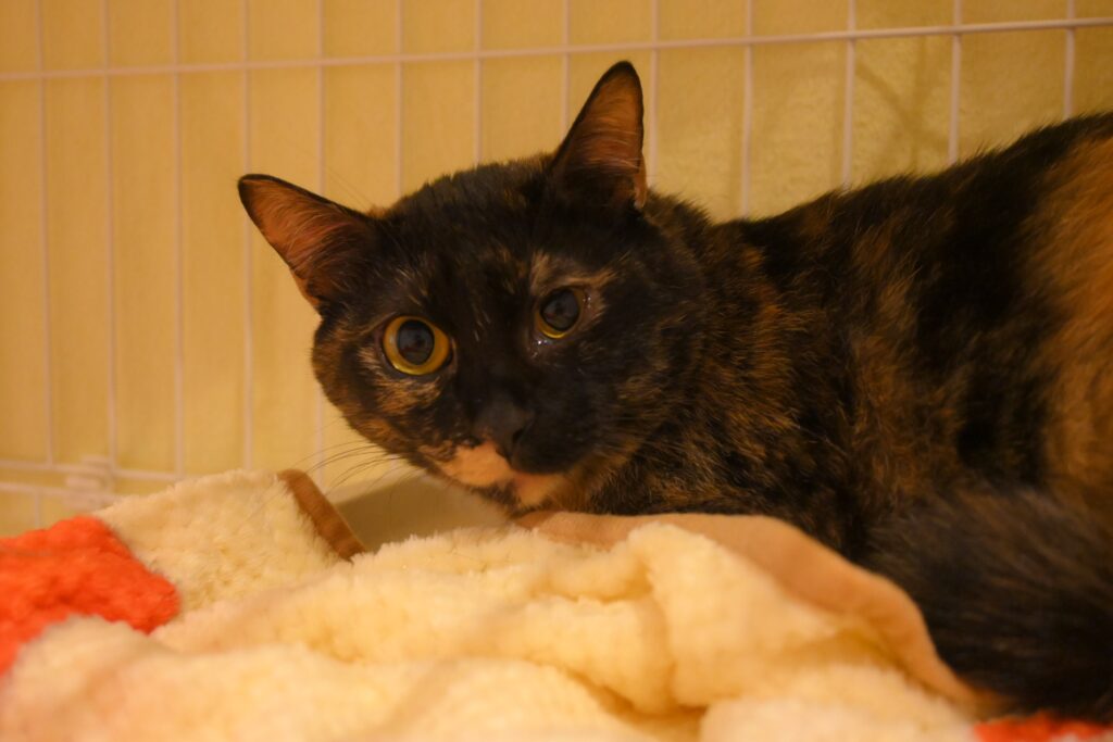 adoptions-sliderの4枚目