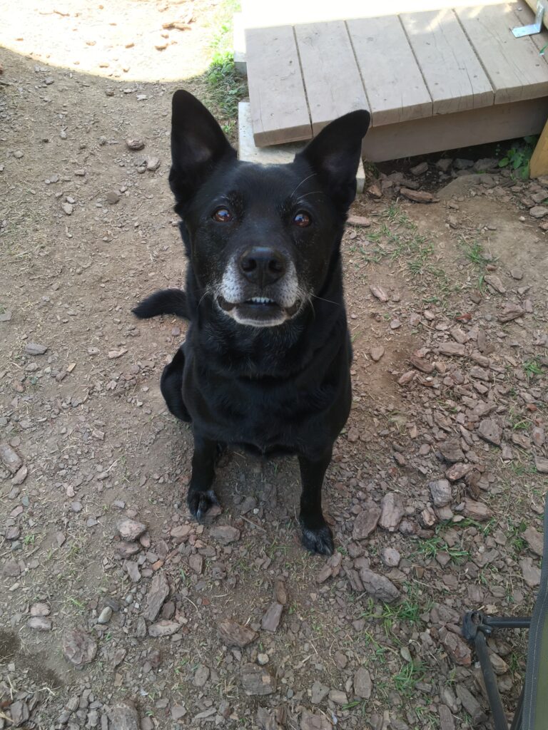 adoptions-sliderの4枚目