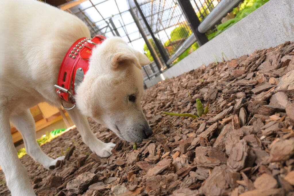 adoptions-sliderの5枚目