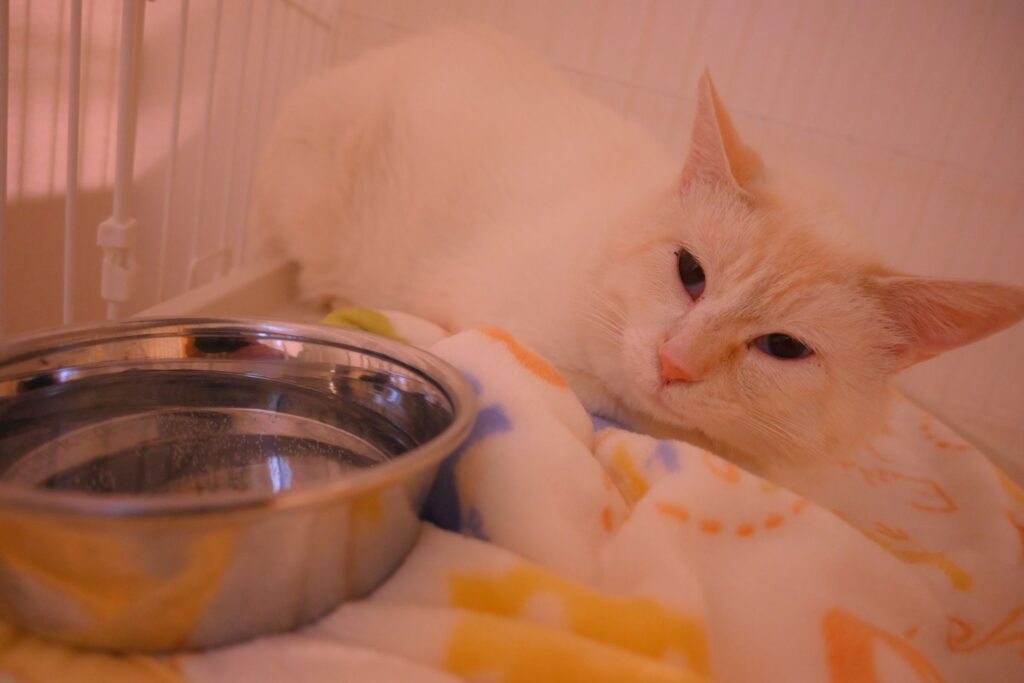 adoptions-sliderの2枚目