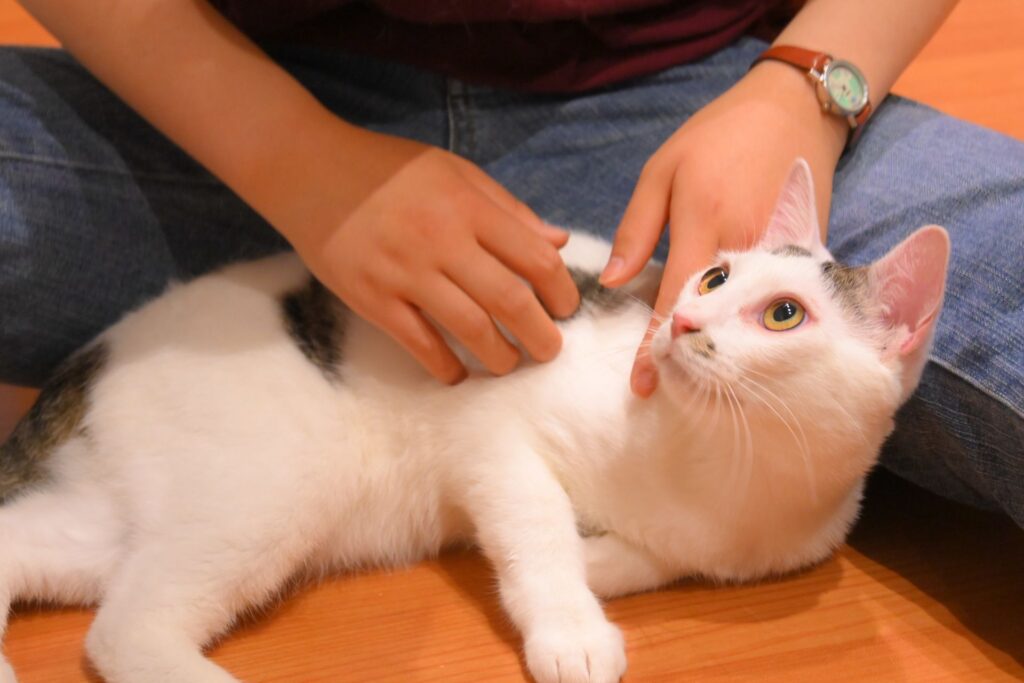 adoptions-sliderの3枚目