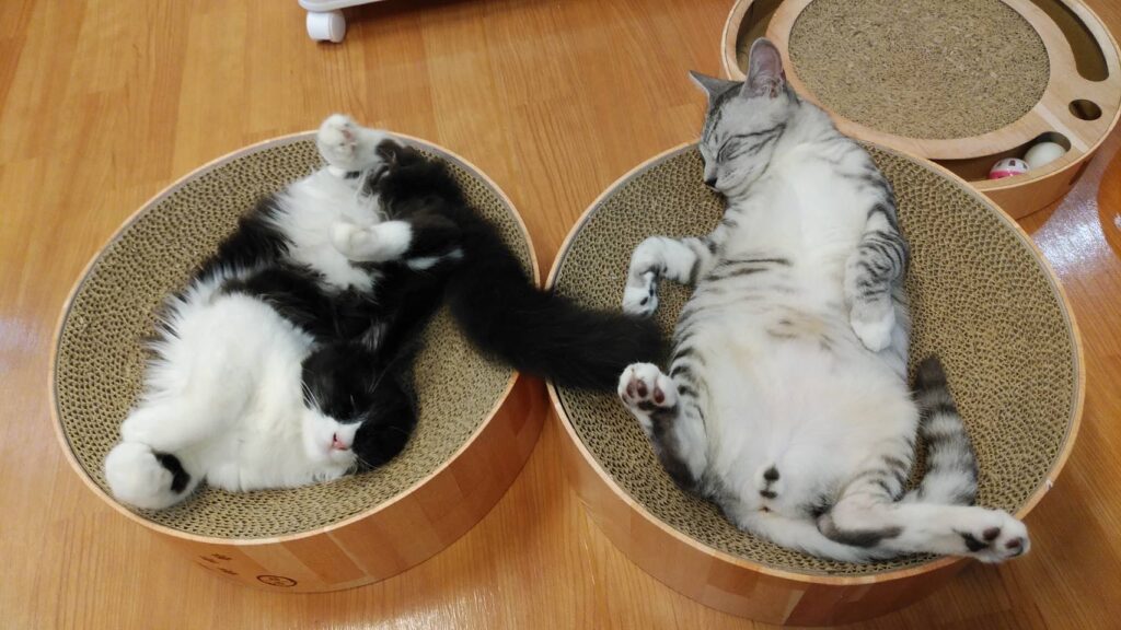 adoptions-sliderの4枚目