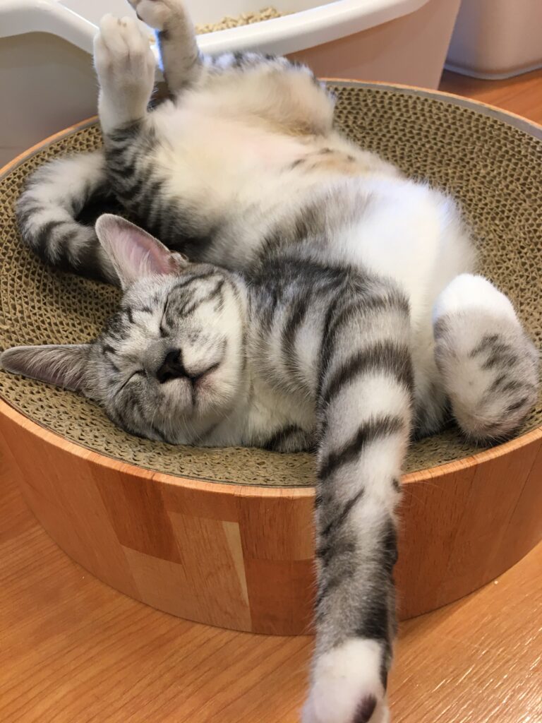 adoptions-sliderの7枚目