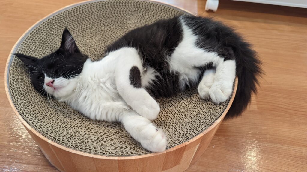 adoptions-sliderの5枚目