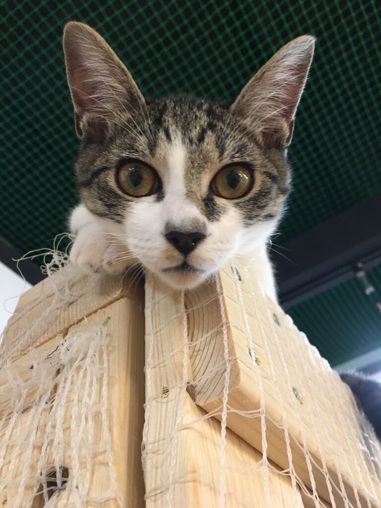 adoptions-sliderの2枚目