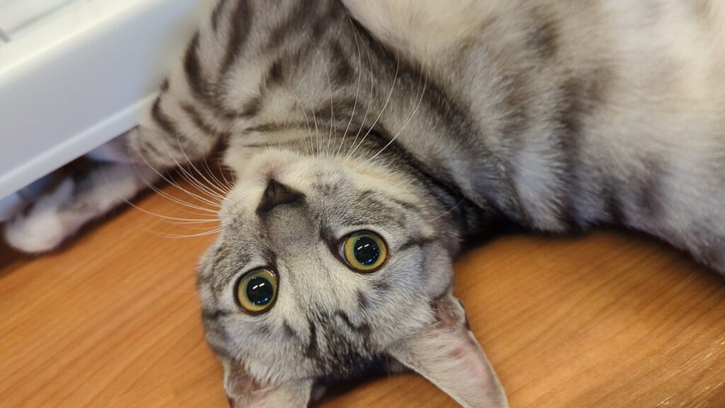 adoptions-sliderの2枚目