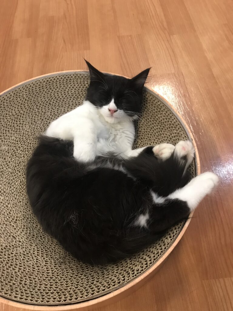 adoptions-sliderの6枚目